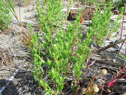 Image of Gulf of St. Lawrence aster