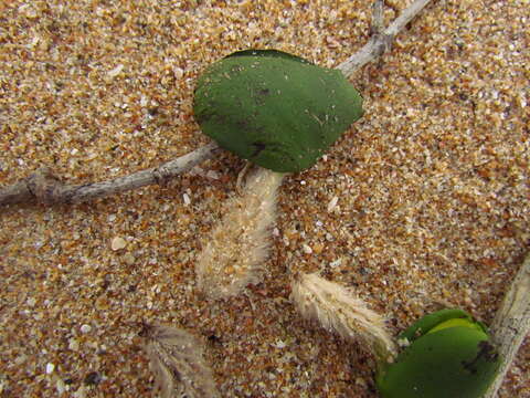 Image of Avicennia schaueriana Stapf & Leechman ex Mold.