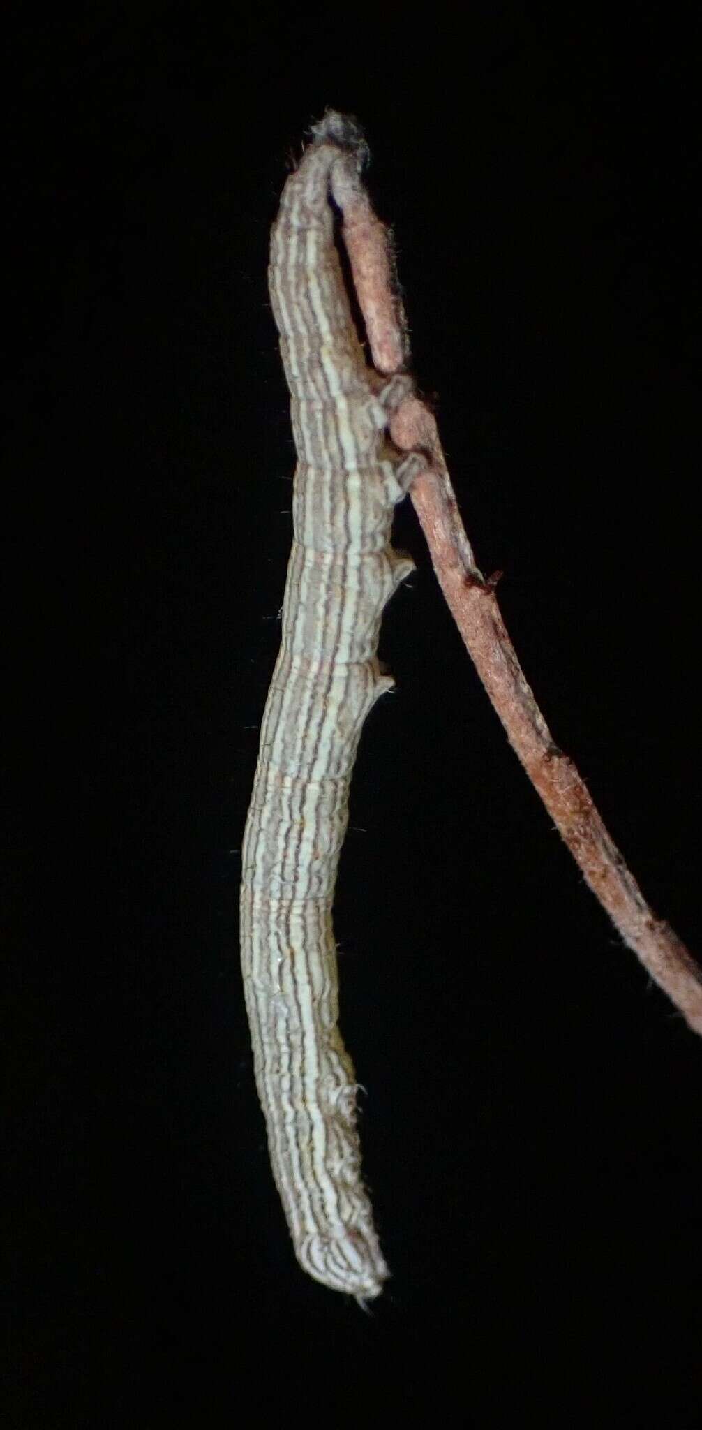 Image of Whitney's Underwing Moth