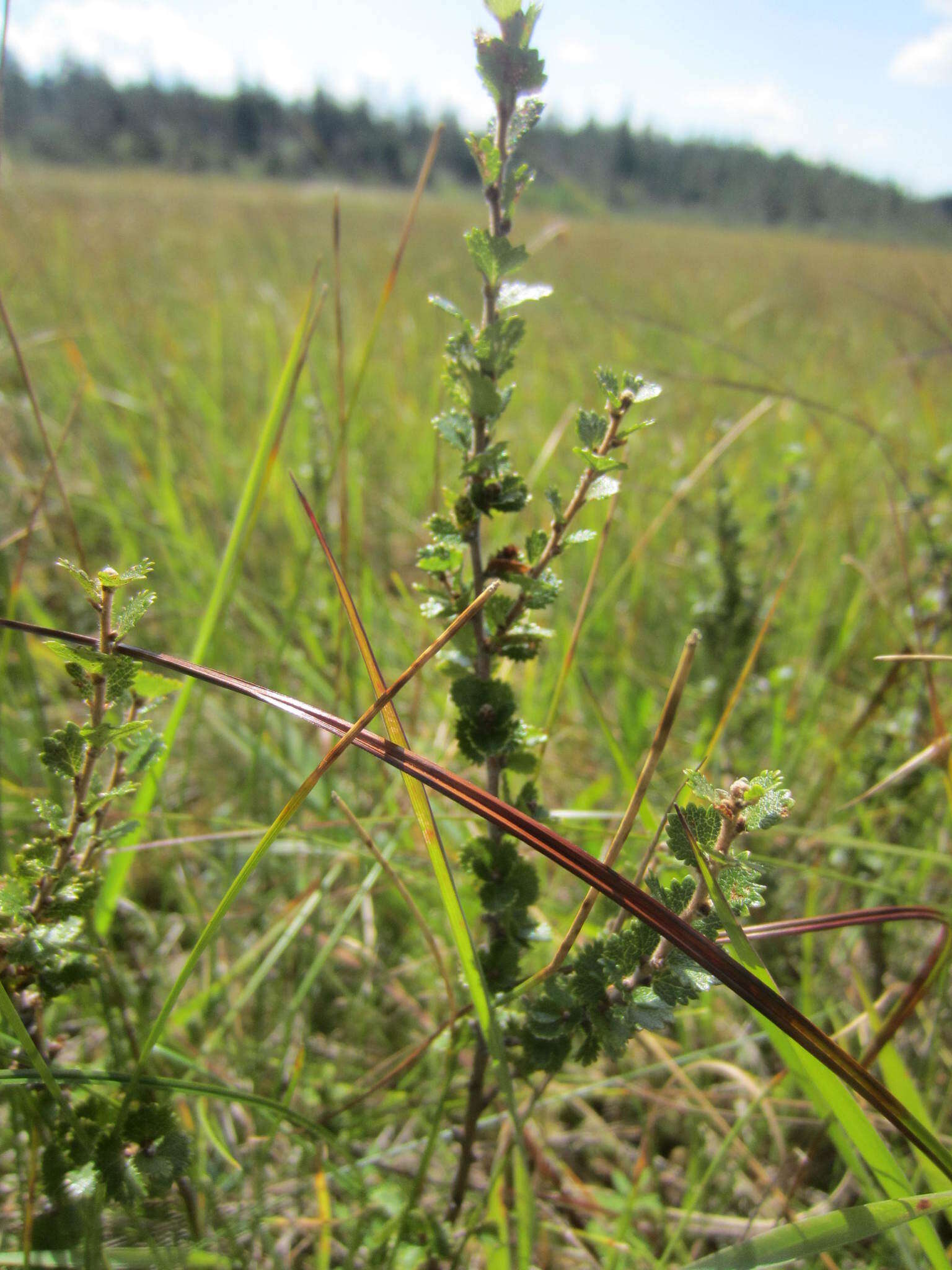 Image of Newfoundland dwarf birch