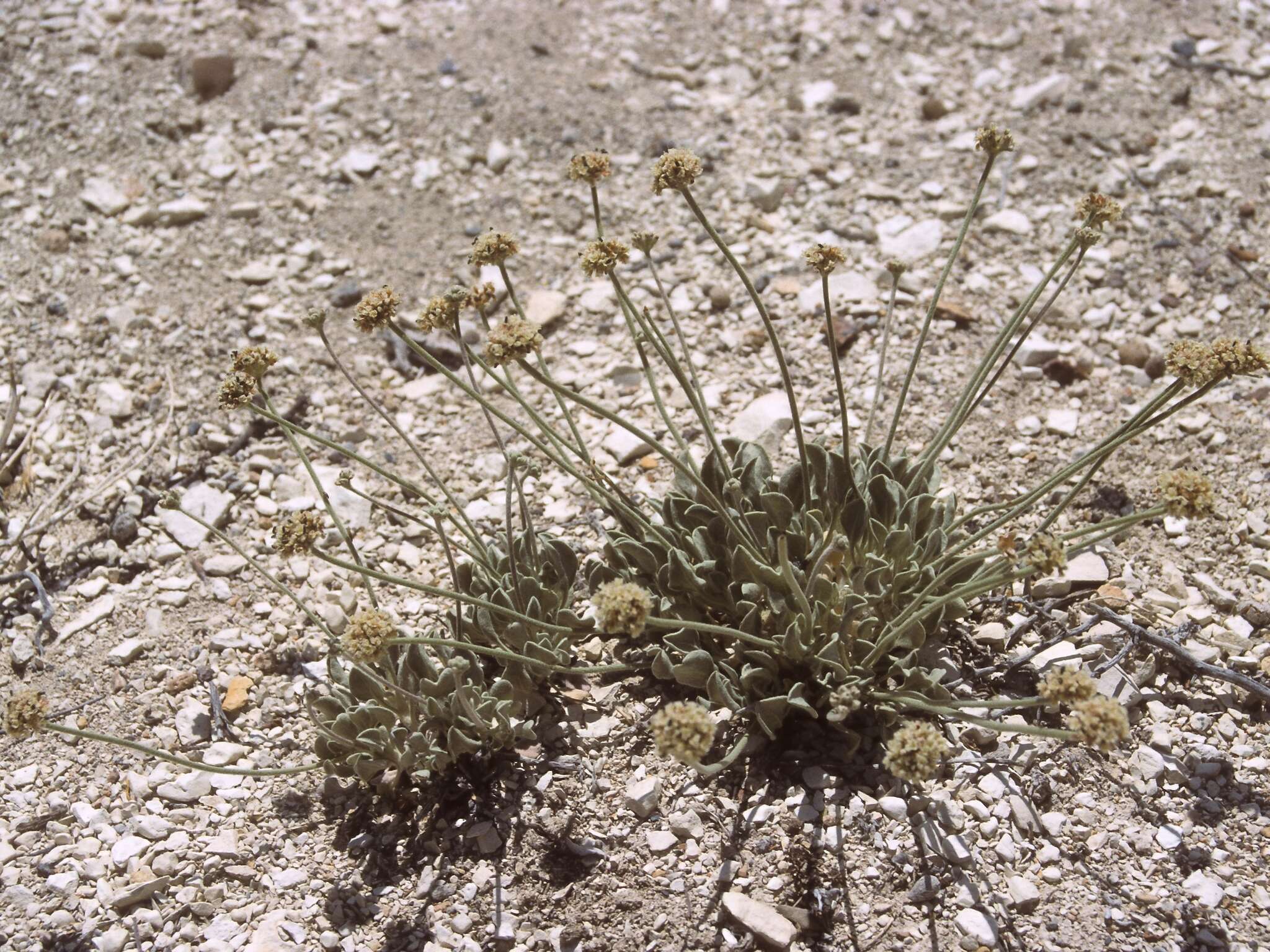 Image of Churchill Narrows buckwheat