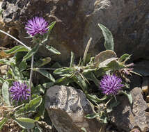 Image de Centaurea hyalolepis Boiss.