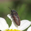 Image de Acmaeodera rubromaculata Lucas 1844