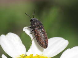 Image de Acmaeodera rubromaculata Lucas 1844