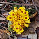 Image of Etlingera burttii A. D. Poulsen