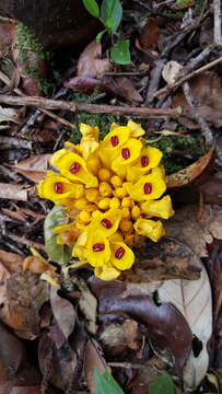 Imagem de Etlingera burttii A. D. Poulsen