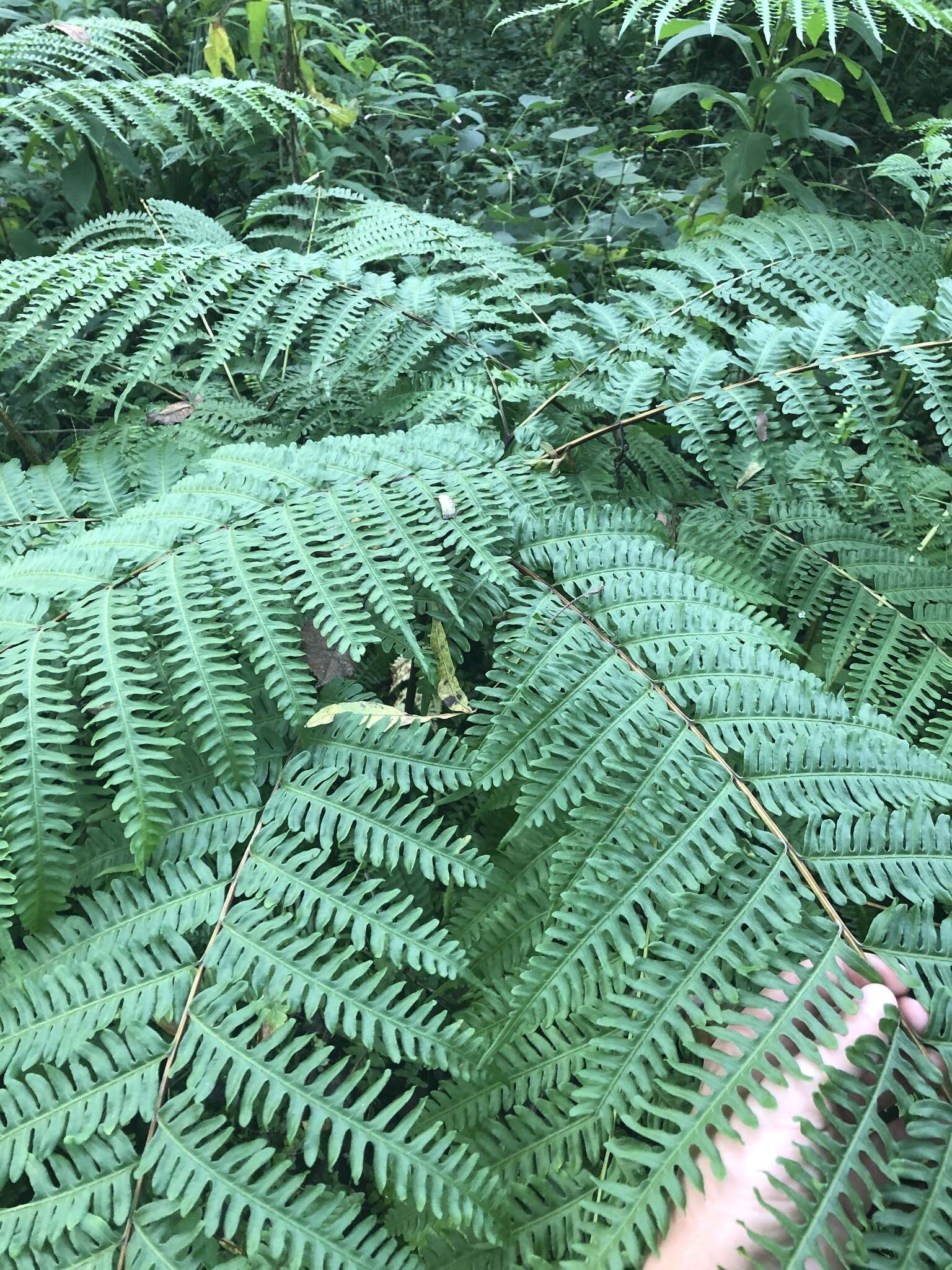 Imagem de Pteris tripartita Sw.