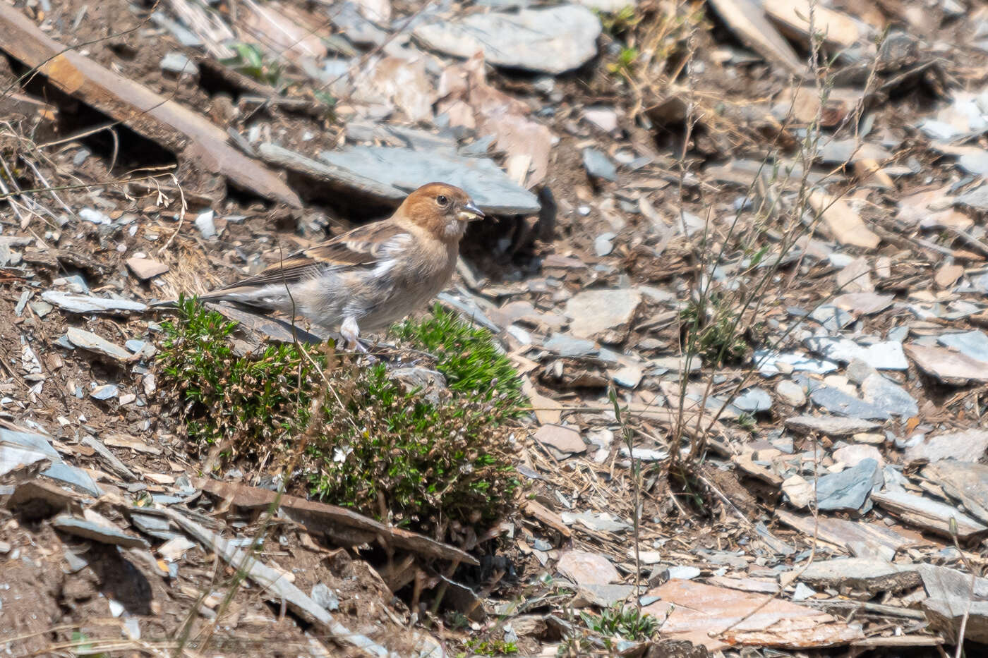 Image of Plain Mountain Finch