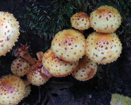 Image of Pholiota aurivella (Batsch) P. Kumm. 1871