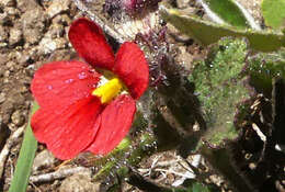 Image of Jamesbrittenia breviflora (Schltr.) O. M. Hilliard