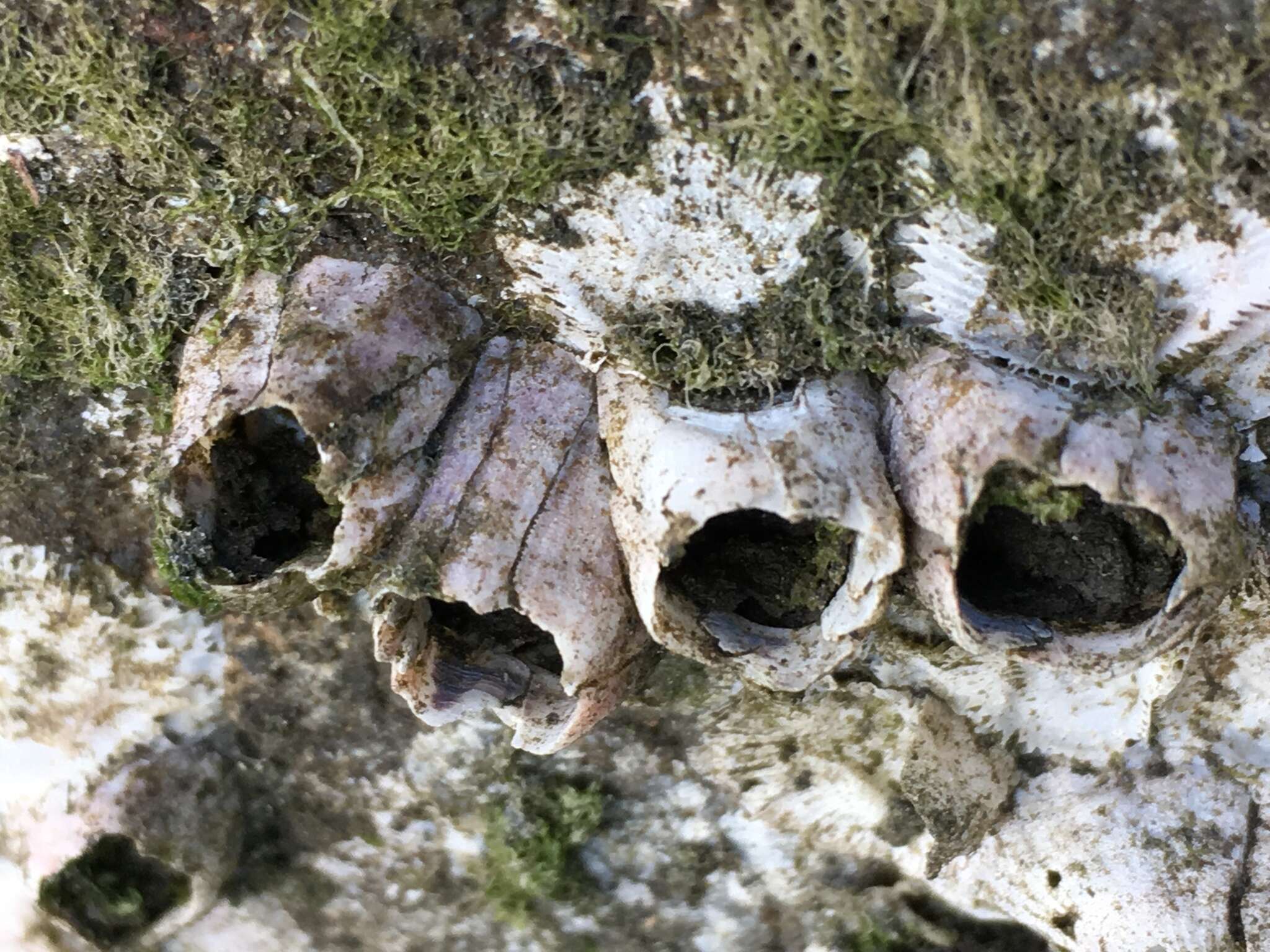 Image of Striped barnacle