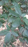 Notholithocarpus densiflorus var. densiflorus的圖片