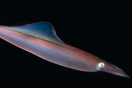 Image of European squid