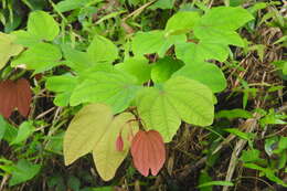 Image of Bauhinia phoenicea Wight & Arn.