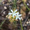 صورة Wahlenbergia axillaris (Sond.) Lammers