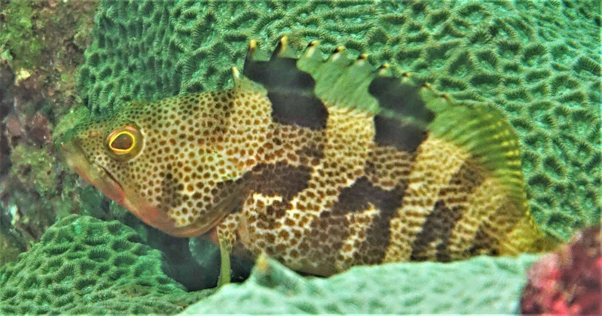 Image of Banded reef-cod