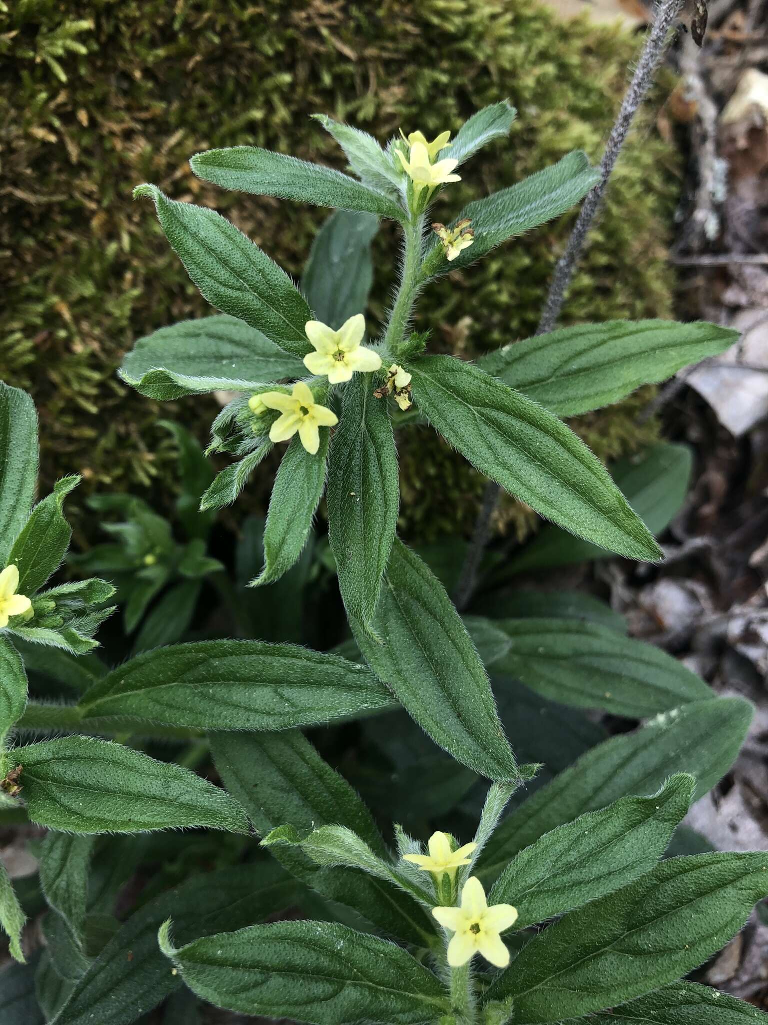 Слика од Lithospermum tuberosum Rugel ex A. DC.