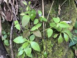 Image of Torenia violacea (Azaola ex Blanco) Pennell