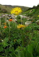 Image of Doronicum altaicum Pall.