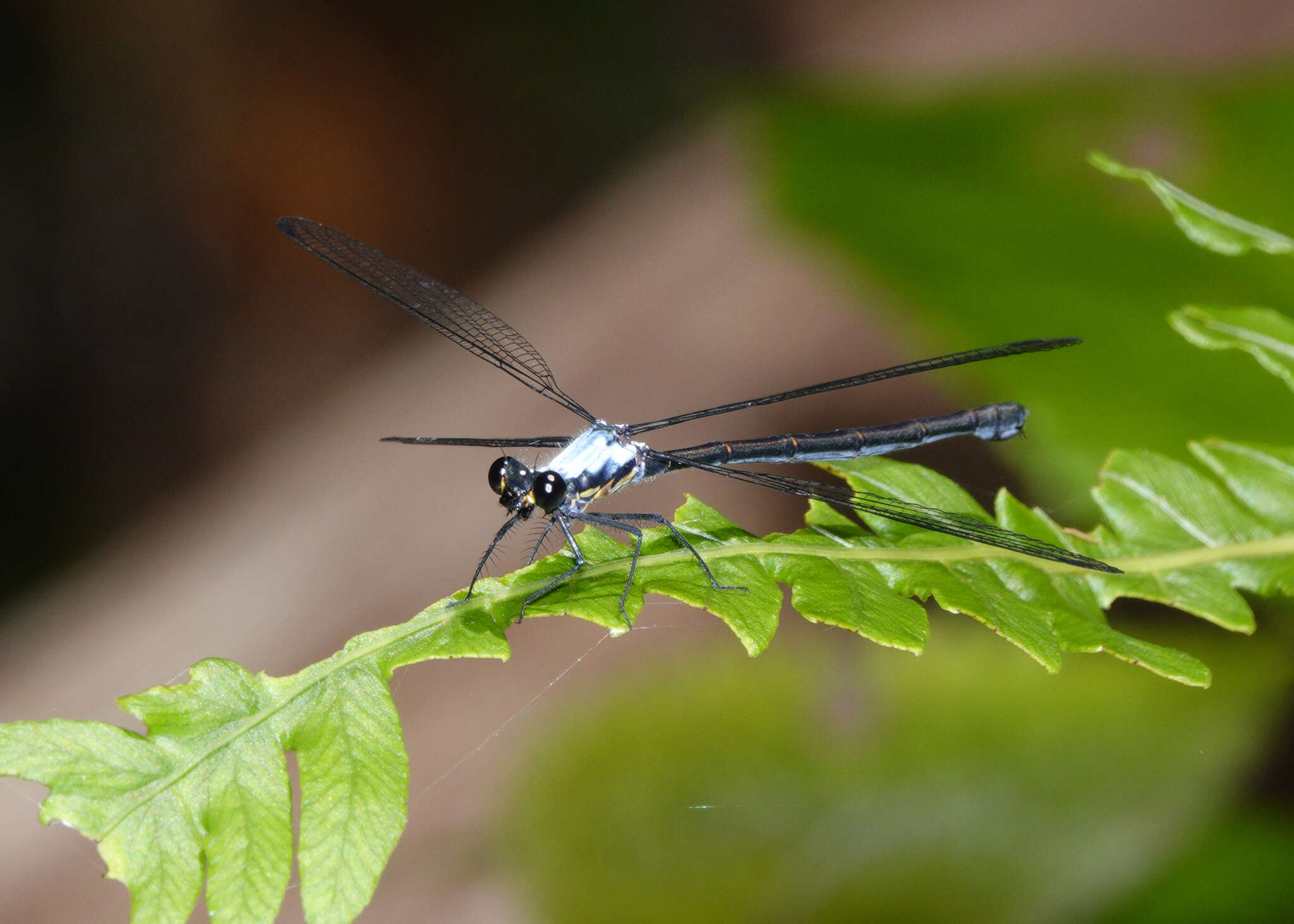 Image of azure flatwing