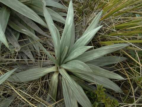 Plancia ëd Celmisia semicordata subsp. stricta