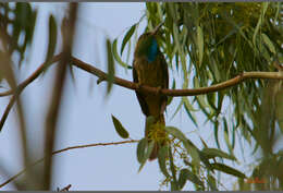 Image of Bearded Bee-eaters
