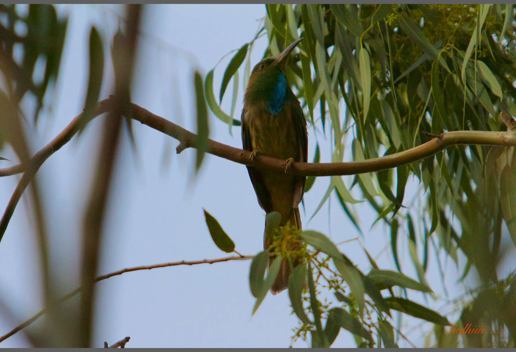 Image of Bearded Bee-eaters