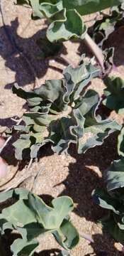 Image of sea kale