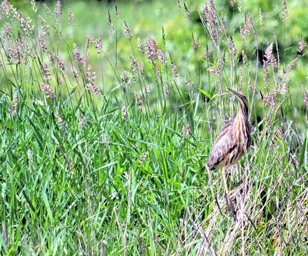 Image of American Bittern