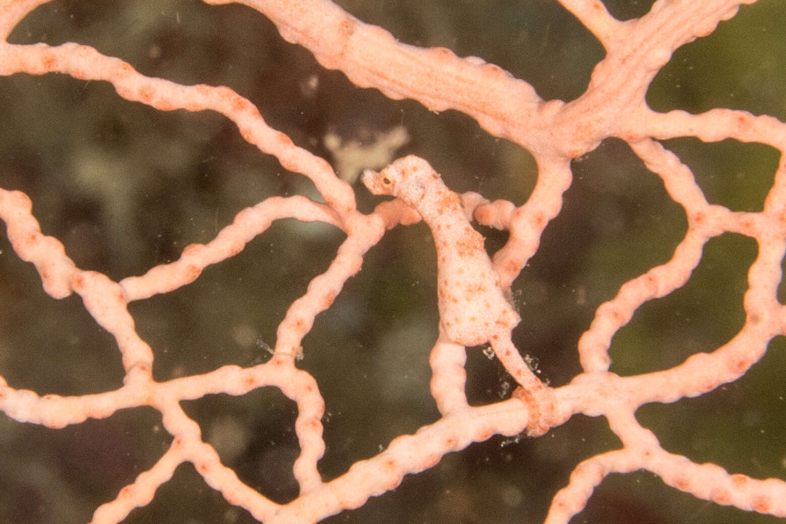 Image of Denise's Pygmy Seahorse