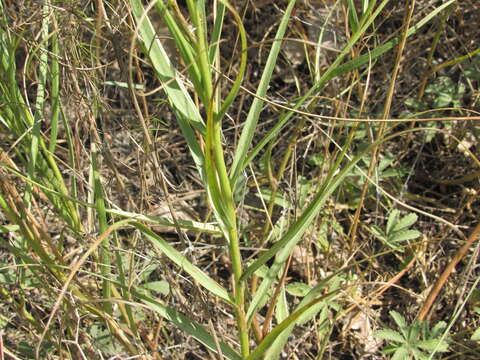 Image of Gelasia ensifolia