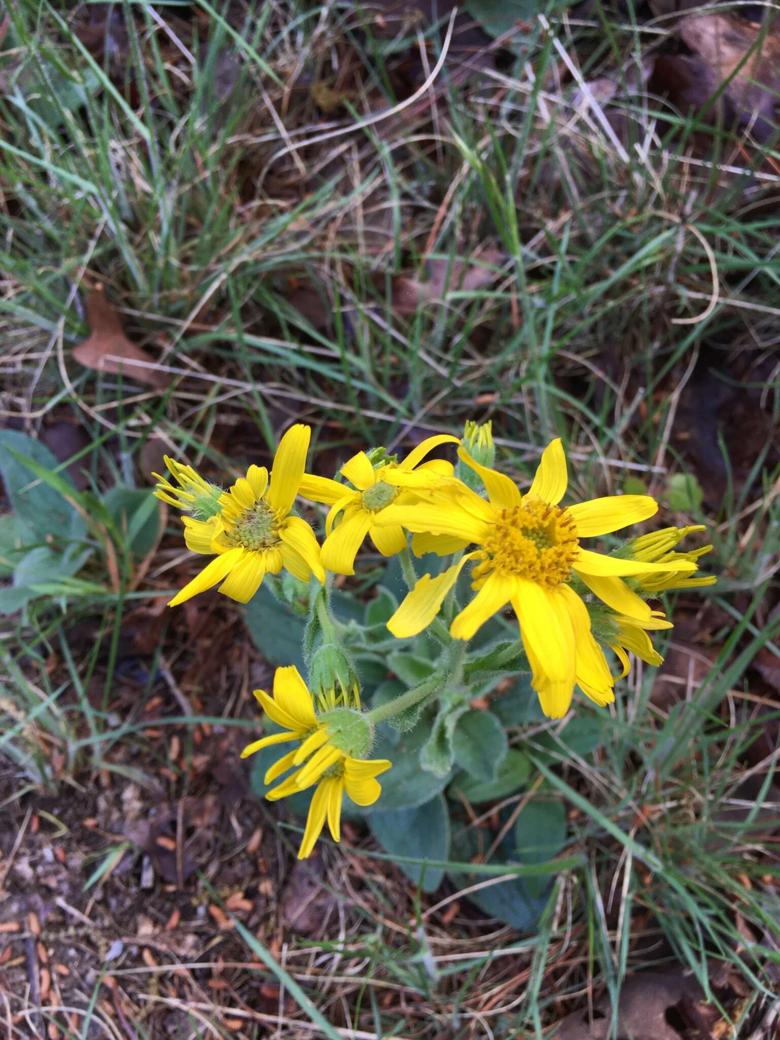 Image of Common Leopardbane