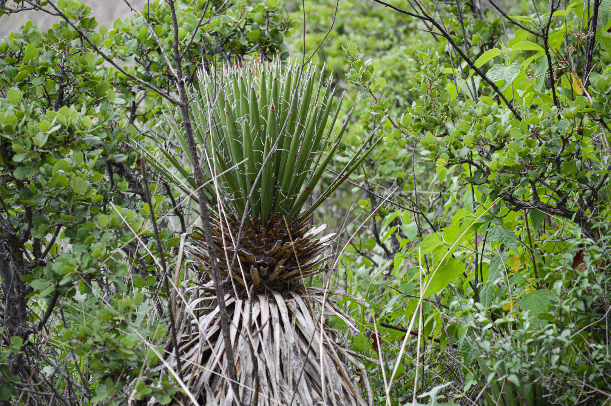 Слика од Yucca decipiens Trel.