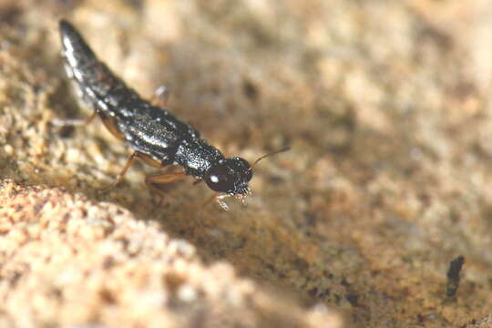 Image of Stenus (Hemistenus) aceris Stephens 1833