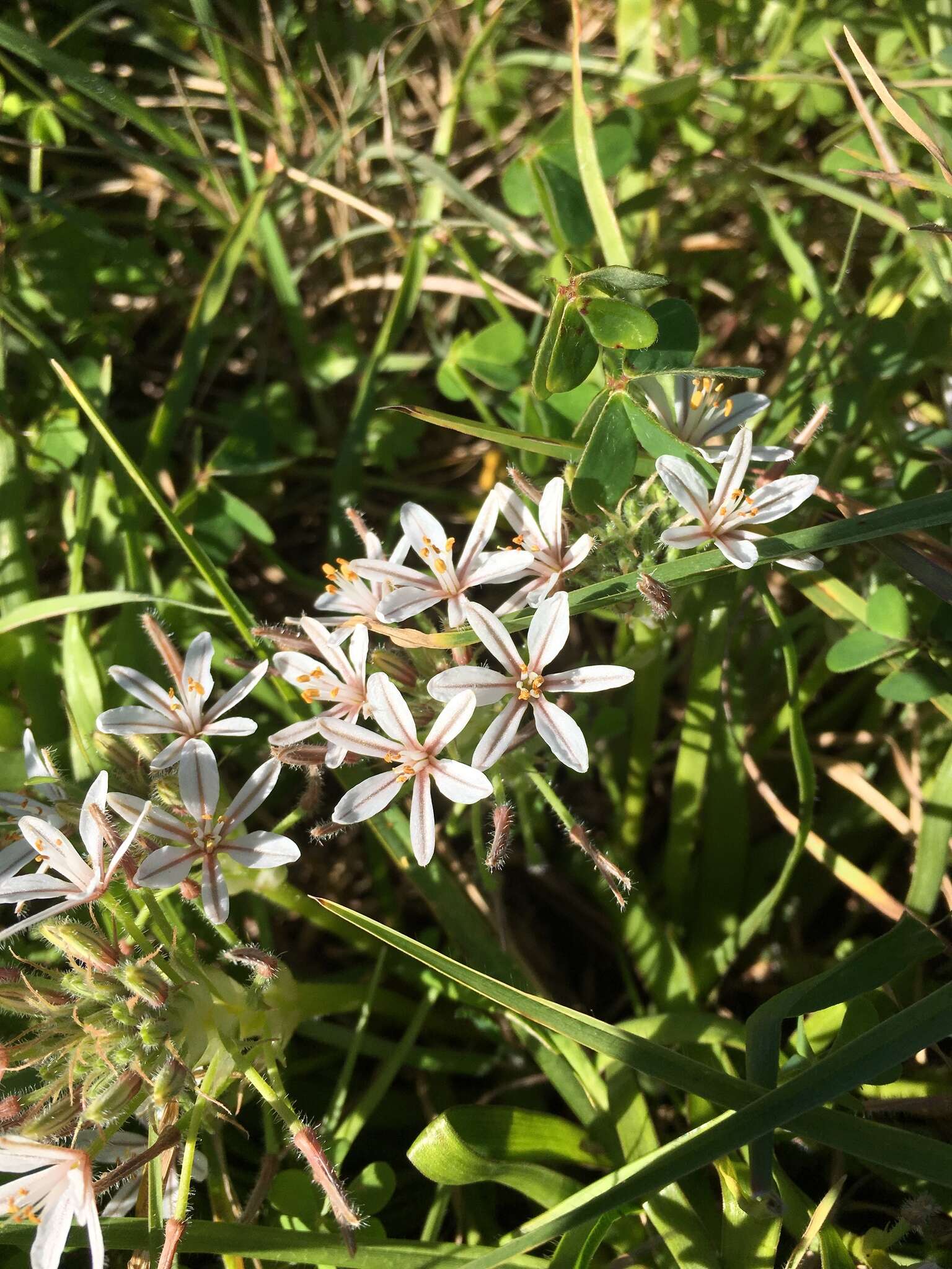 Слика од Trachyandra hispida (L.) Kunth