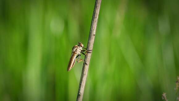 صورة Cophinopoda garnotii (Guerin-Meneville 1831)