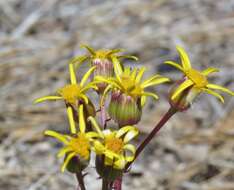 Image of Tehachapi ragwort