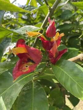 Image of Sanchezia cyathibractea Mildbr.