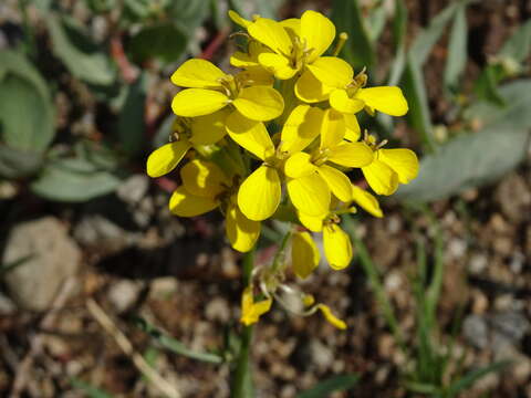 Image of sanddune wallflower