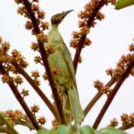 Image of Noisy Friarbird