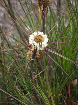 Image of Dasypogon bromeliifolius R. Br.