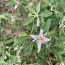 Image of Solanum tettense Klotzsch
