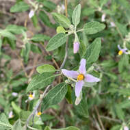 Image of Solanum tettense Klotzsch