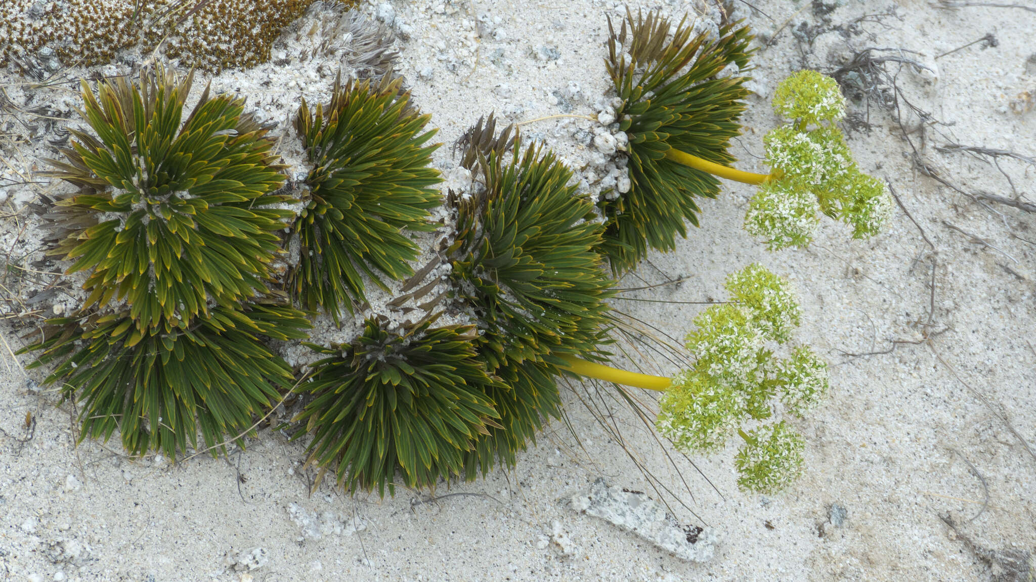 Image of Aciphylla crosby-smithii Petrie