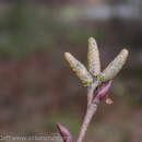 Imagem de Alnus alnobetula subsp. sinuata (Regel) Raus