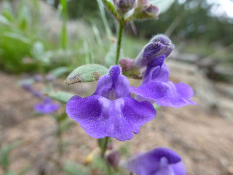 Image de Scutellaria brittonii Porter