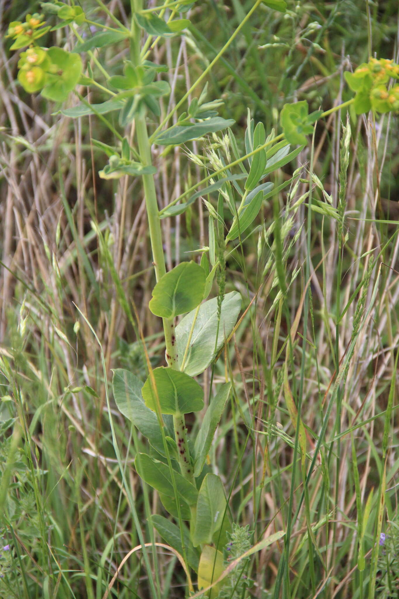 Imagem de Euphorbia iberica Boiss.