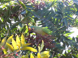 Image of Zanthoxylum rhoifolium Lam.