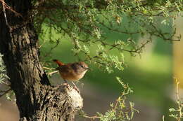 Image of Troglodytes aedon chilensis Lesson & R 1830