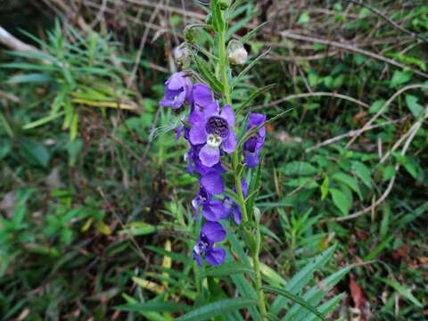 Image of narrowleaf angelon